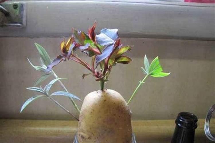 煮黄豆水能直接浇花吗 浇花正确方法