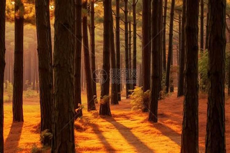 茄子移栽后几天才能浇水