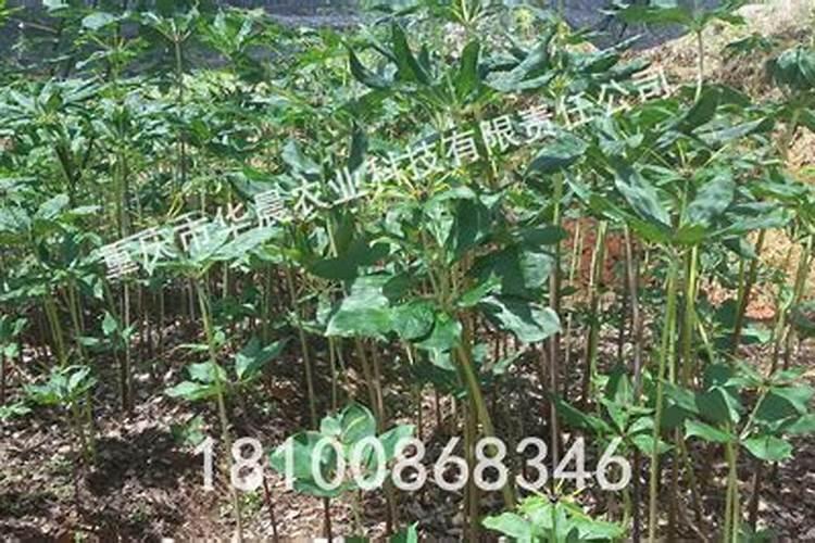 葡萄硼肥什么时候打最好？开花前？还是花期打？