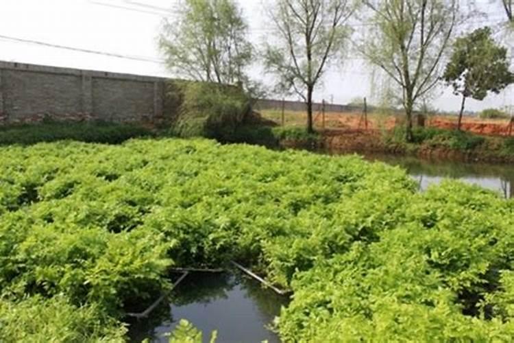 小白菜苗期可以用硼钼肥吗