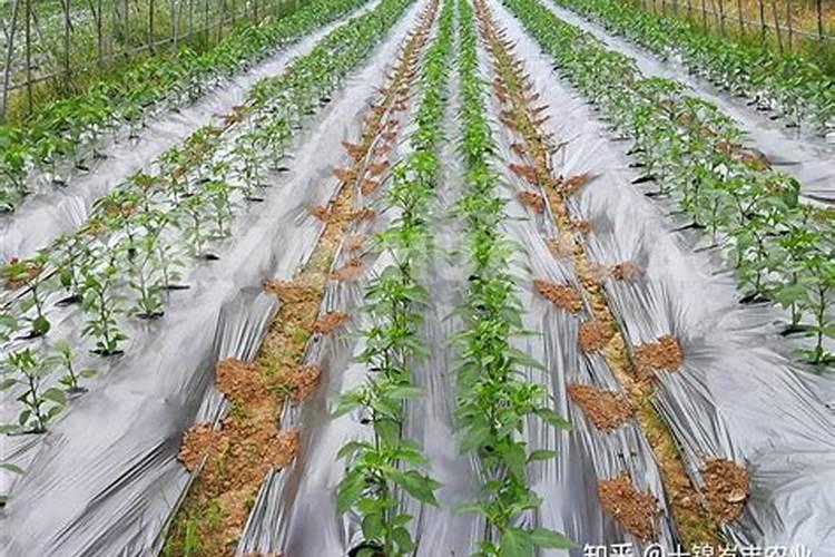 辣椒种植需要施什么肥