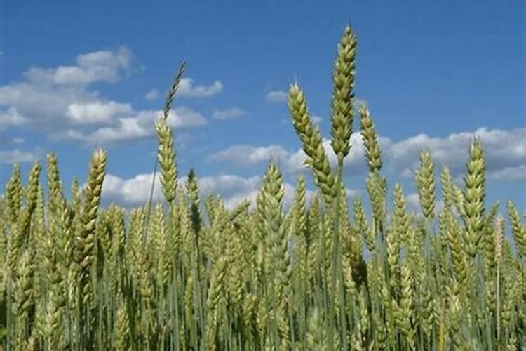 如何给小麦施钾肥？