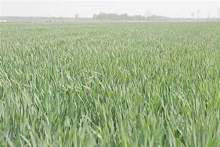 小麦分蘖期喷什么叶面肥 小麦分蘖期能打多效唑吗