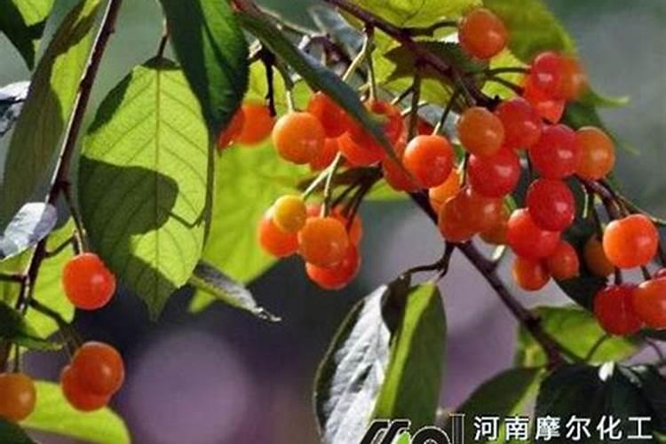 哪种叶面肥能让叶子又肥又大