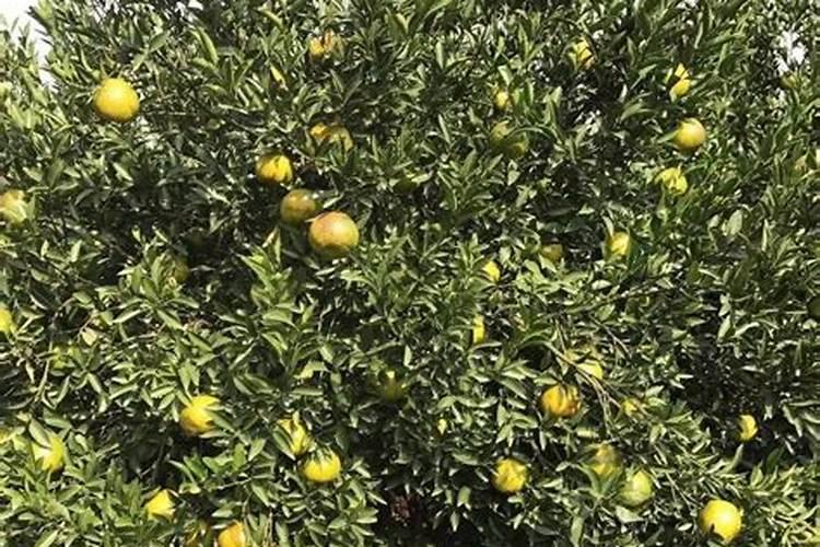 柑橘7月份施什么肥