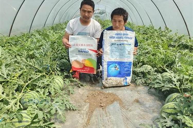 花生三遍药什么时候打呢？