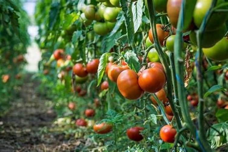 君子兰用什么肥料最好