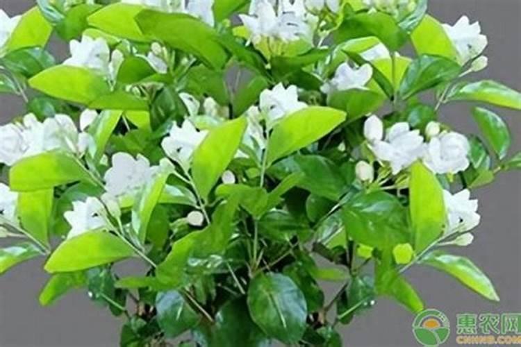 茉莉花施什么肥好,茉莉花施磷钾肥和有机肥最好
