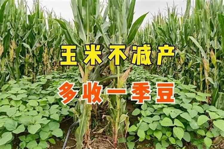 车用尿素可以给植物施肥吗 车用尿素能用在农作物上面做肥料吗