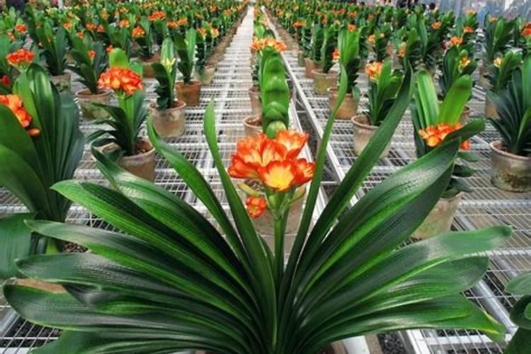 大豆结荚期用什么叶面肥