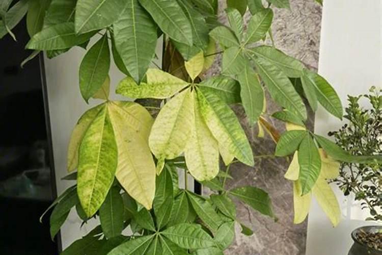 柴火灰可以做肥料吗