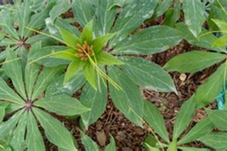 种重楼用什么肥料好