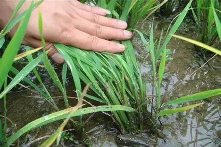 水稻什么时候施孕穗肥最好