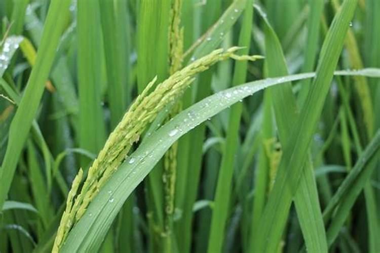 水稻叶面喷肥时间 水稻怎么施肥