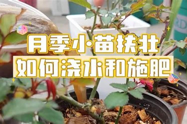 磷酸二氢钾浇月季花使用方法