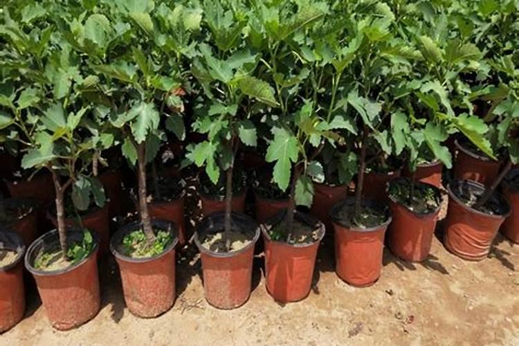 无花果树苗种植注意事项