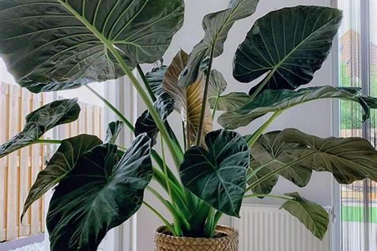 板栗树喷什么叶面肥起到抗旱防冻效果？