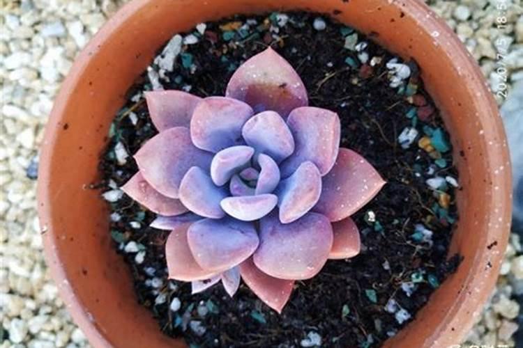 黄瓜追肥,怎么使用可以减少肥害？