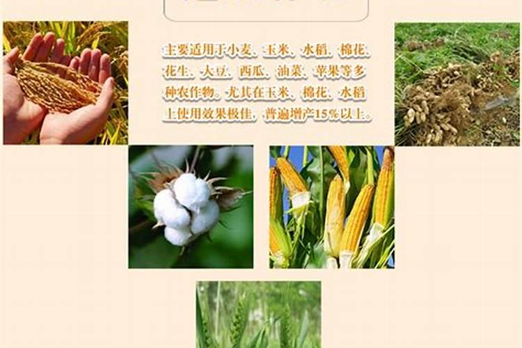 玉米专用肥的介绍
