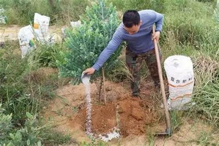 紫花苜蓿施什么肥长得快花卉百科