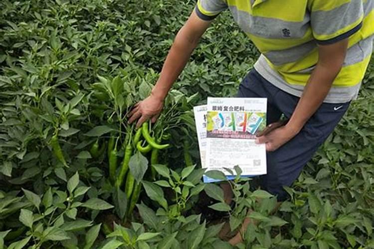 释迦果的功效与禁忌 番荔枝种植技术与修剪方法