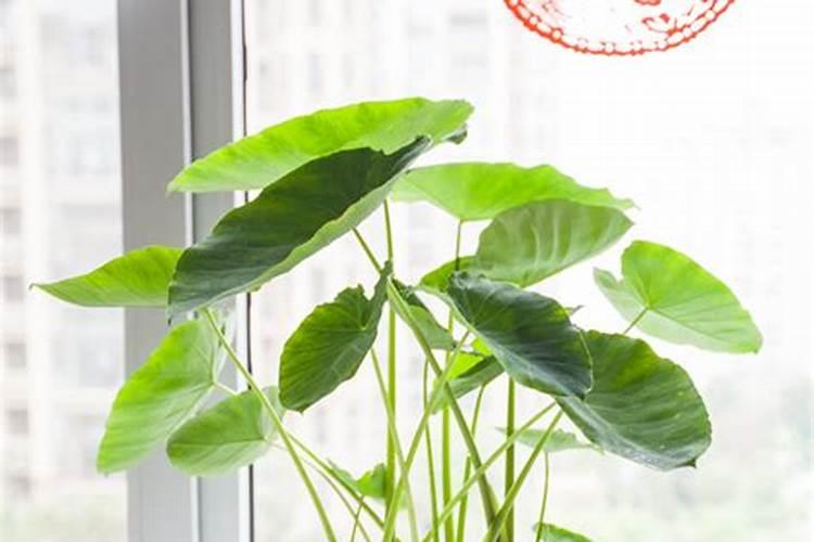 种植芋头需要用什么肥料最好(栽培芋头施什么肥产量高)