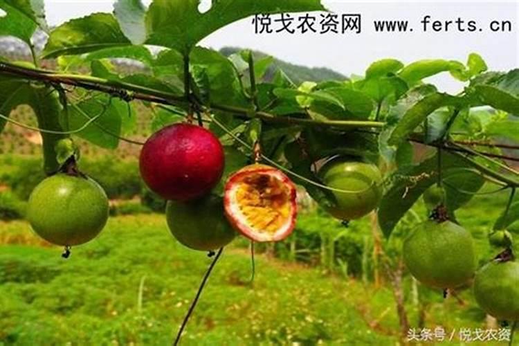 百香果施肥用什么肥料合适 种植百香果施5种肥结果多