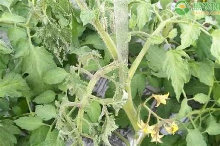 施肥太浓是不是会使盆花萎蔫呢？