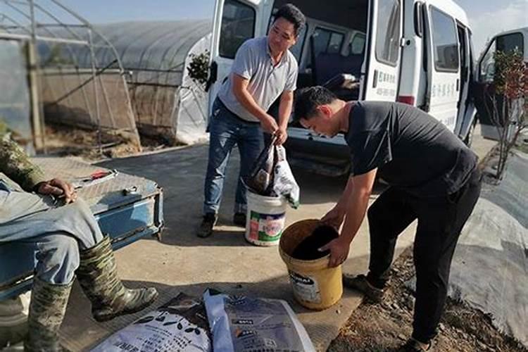 水溶肥啥时候用比较好