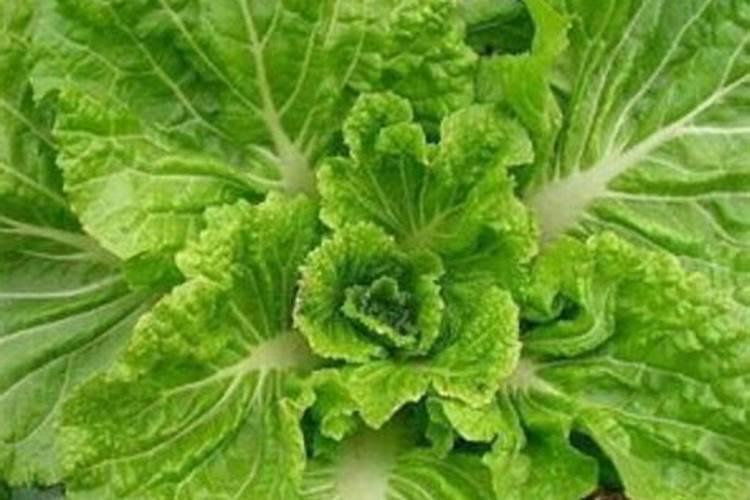 大白菜如何科学使用叶面施肥？