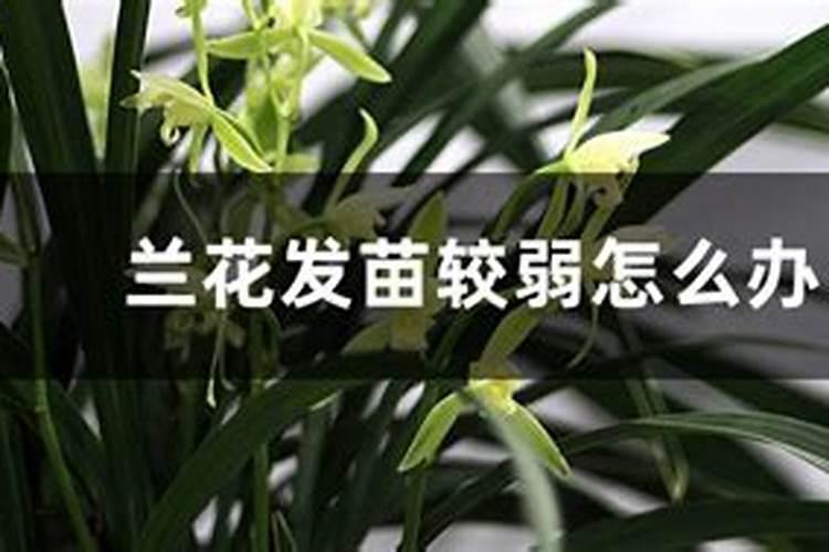 草莓苗长势弱,怎么办？用什么水溶肥好