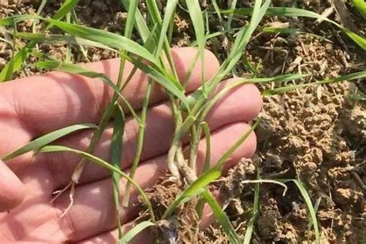 玉米小苗能打磷酸二氢钾吗