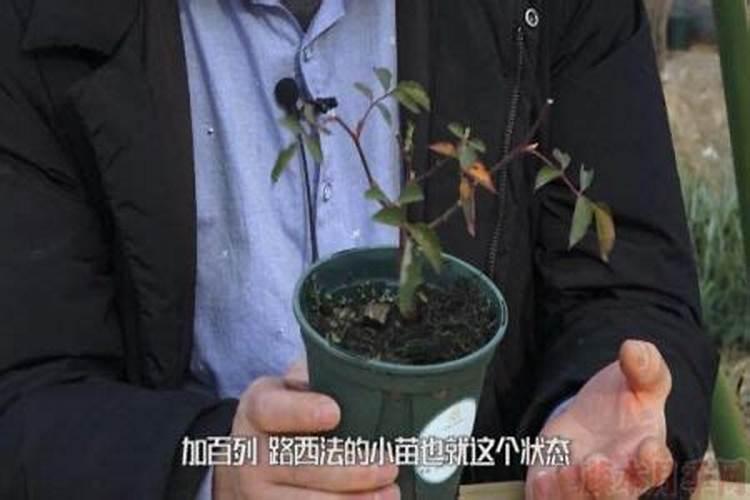 什么肥料提苗快一点