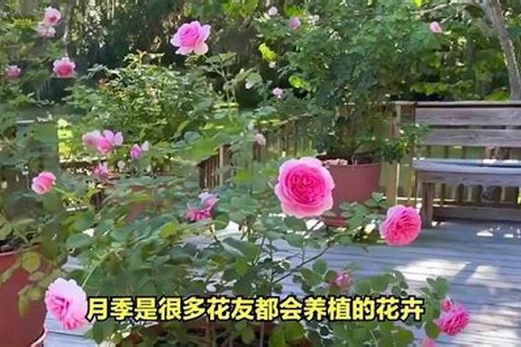 花椒树正确的施肥方法