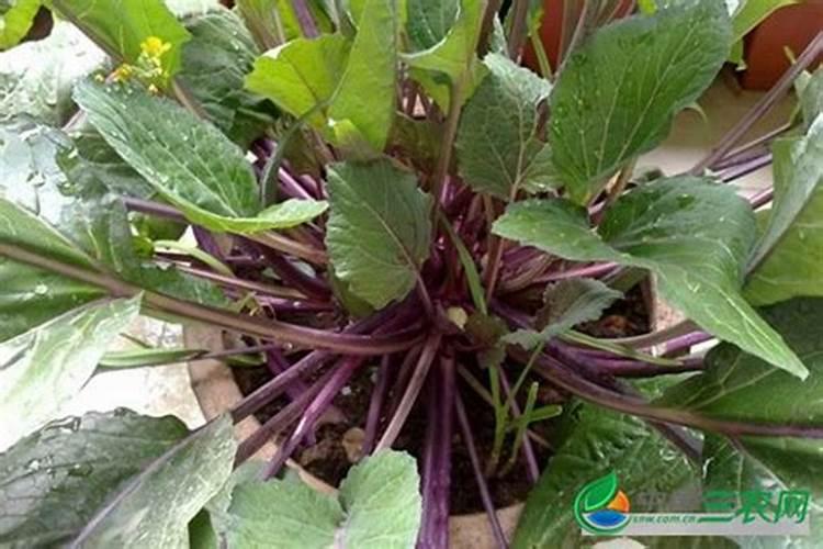 红菜苔种植全过程