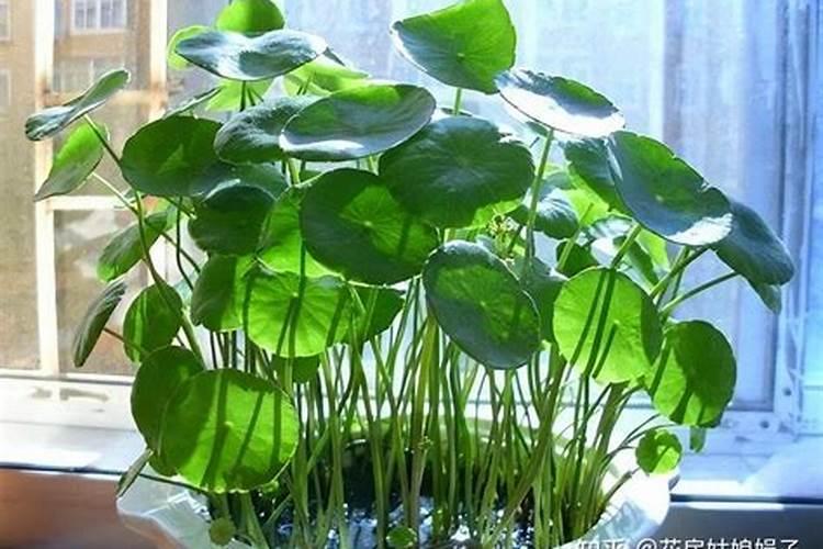 铜钱草浇什么肥最好