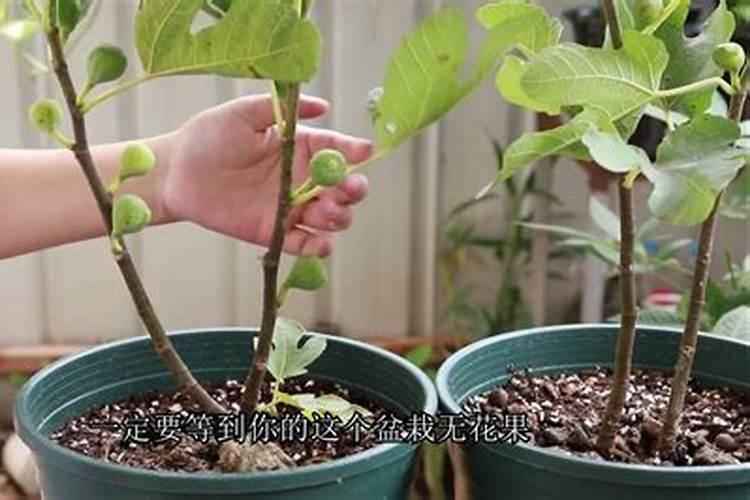 大豆叶面肥喷施注意事项 大豆怎么施肥好