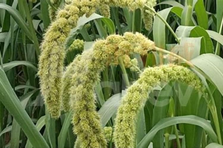 大豆叶面肥的喷施技巧