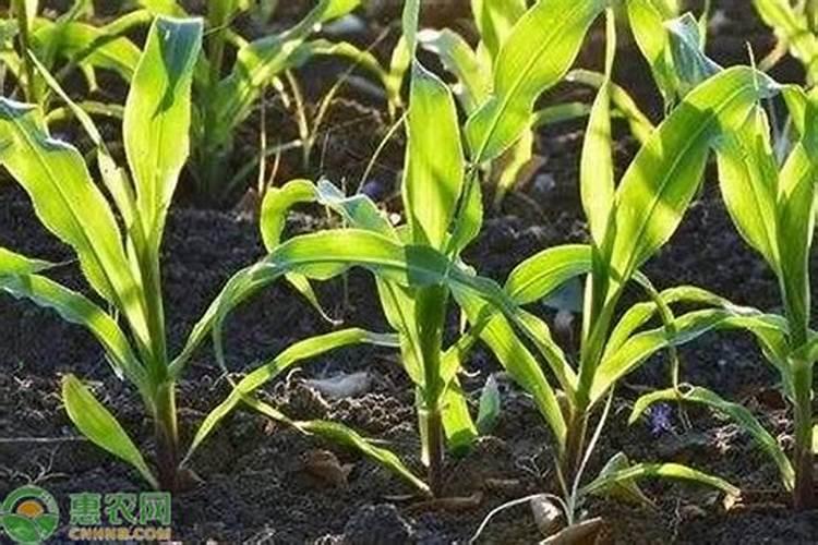 如何种植食用百合？食用百合的种植管理与方法