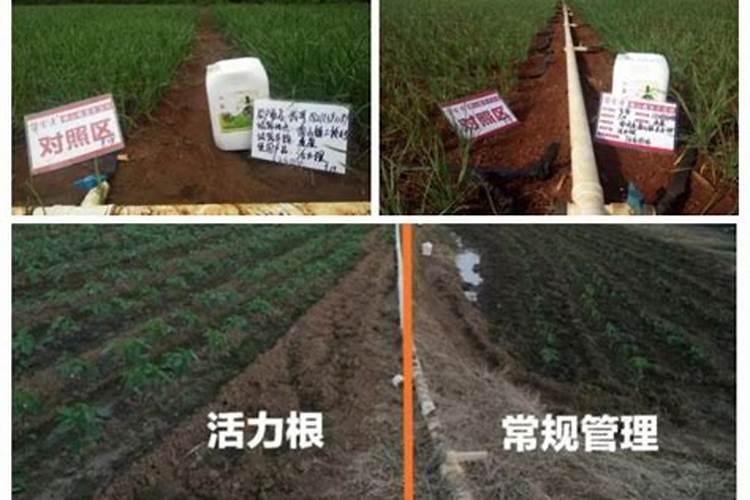 玫瑰施什么肥最好