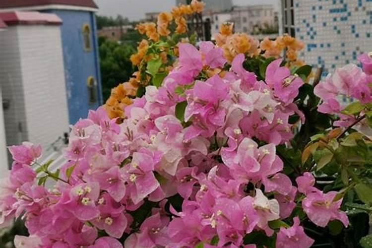 芸苔素使用技巧