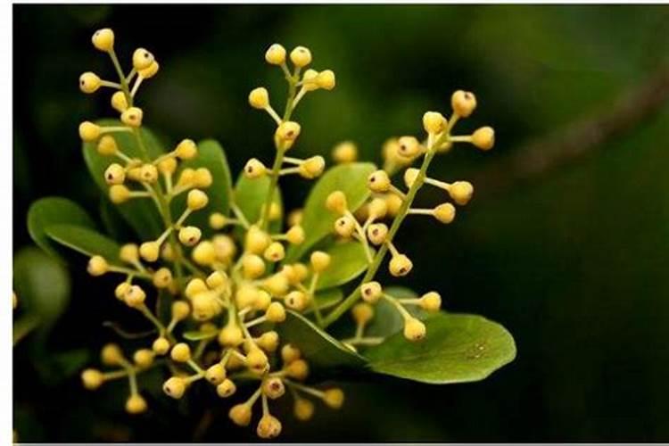 兰花怎么养最好