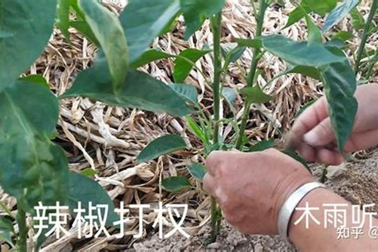 种植辣椒在花期喷硼肥时,都有哪些注意事项