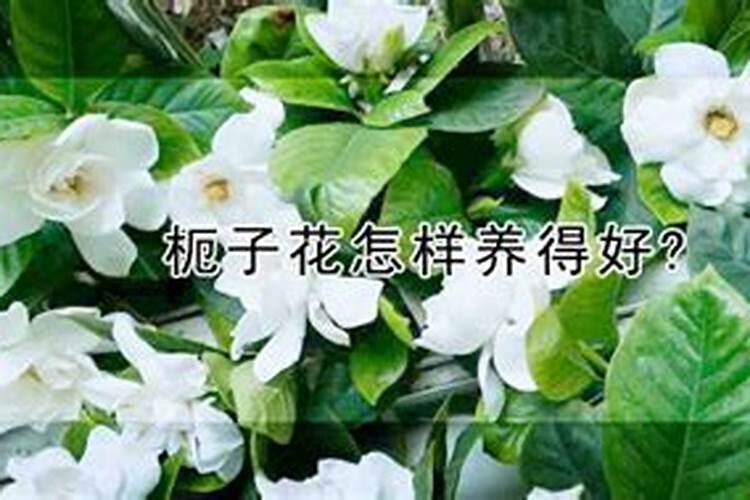 听说栀子花有花苞时不能施磷肥,说是晚了？我施了该怎么办？如题百度...