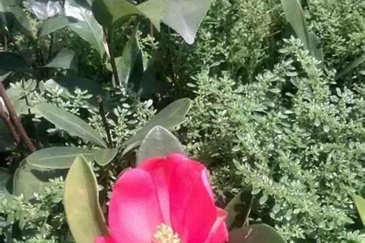 四季红山茶花怎么养