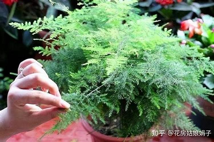 分分钟让你了解甲酸钾在农业上的用途