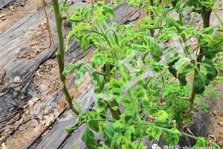 小番茄果实黄头怎么办