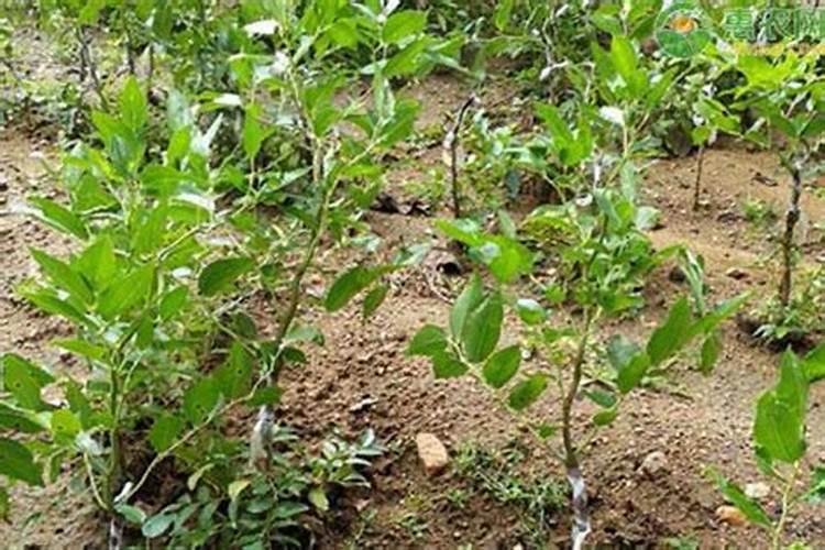 韭菜施水溶肥效果怎么样