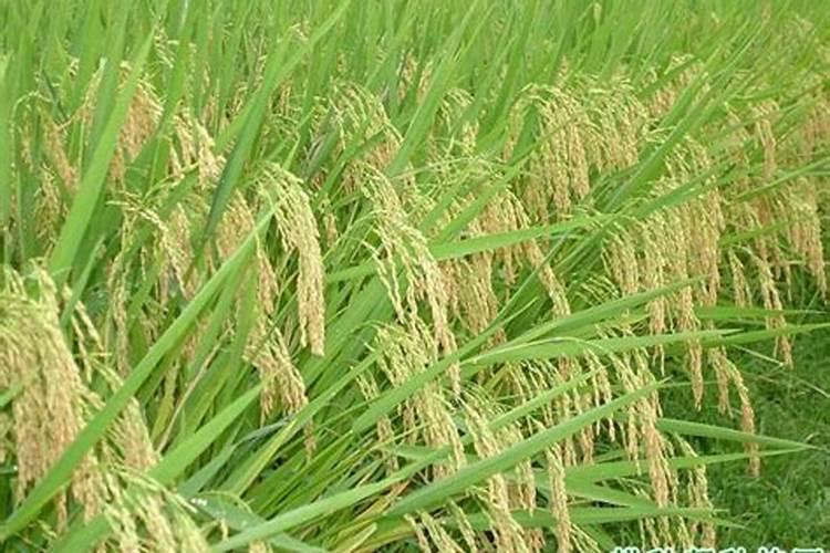 黑龙江省土地占有总面积是多少？