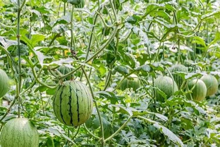 菜地里种菜了可以用生石灰吗？